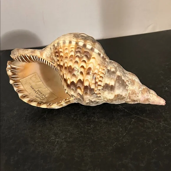 Natural Brown Tan Reptile Shell - Picture 2 of 6